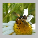 Gymnosoma sp - Raupenfliege 04.jpg